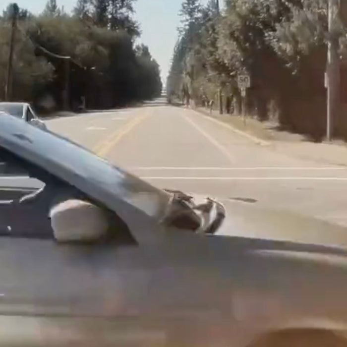 Tesla Model Y On FSD Saves Driver From High-Speed Crash